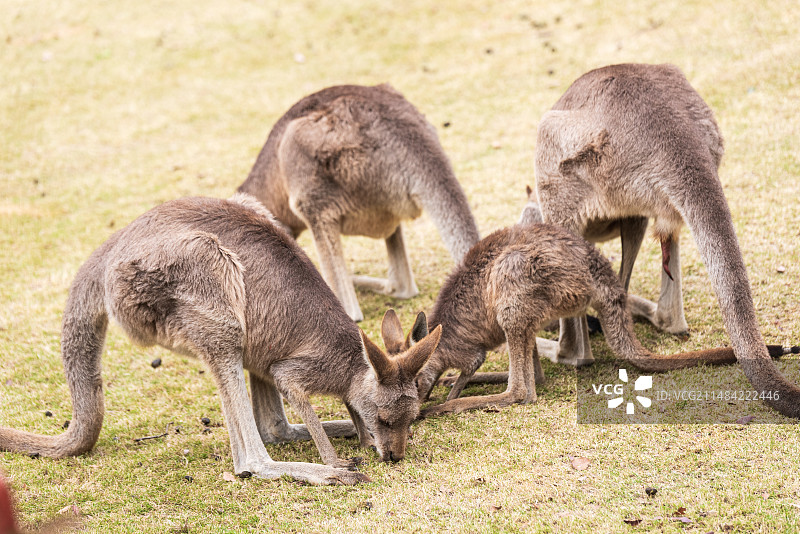 中国上海野生动物园的袋鼠图片素材