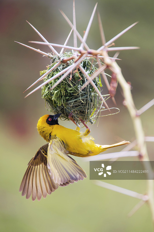 南方织布鸟筑巢图片素材