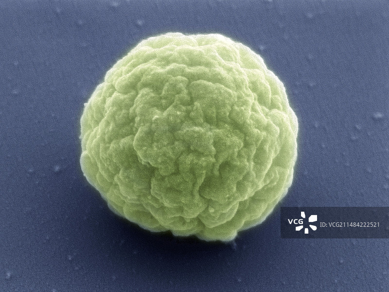 支原体JCVI 突触蛋白 3.0, SEM图片素材