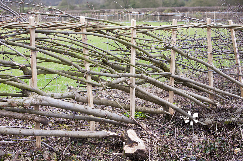 最近铺设的树篱图片素材
