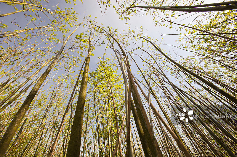 生物燃料柳树种植图片素材