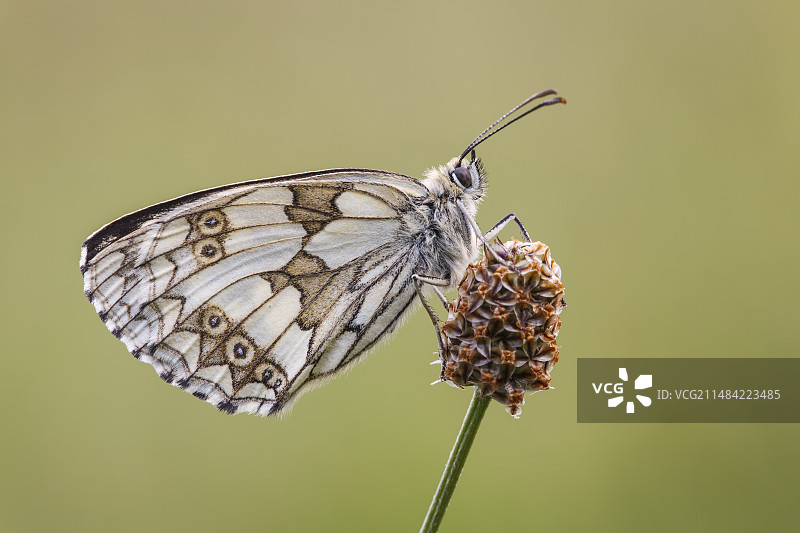 大理石白蝴蝶图片素材