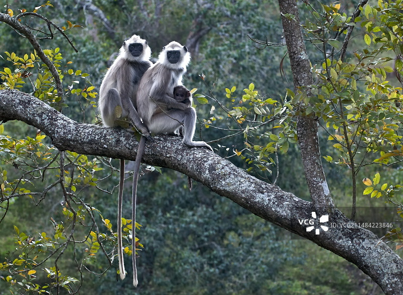 灰叶猴图片素材