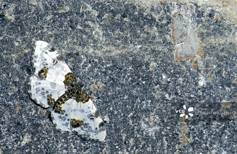 云状喜鹊蛾图片素材