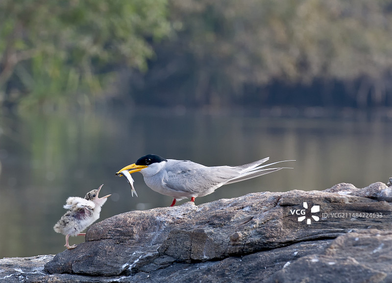 印度河燕鸥喂食幼鸟图片素材