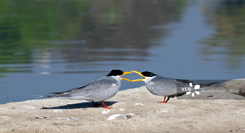 印度河燕鸥图片素材