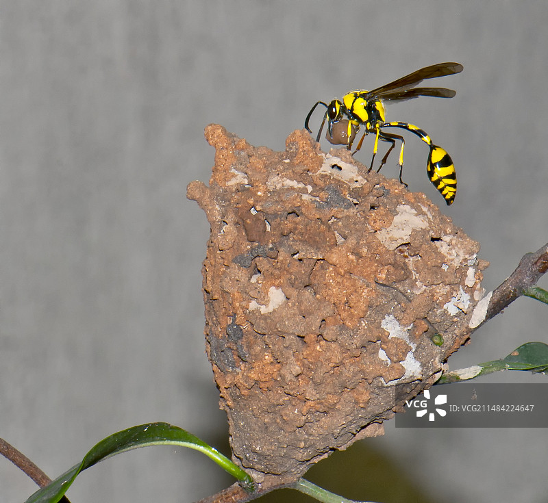 带巢的蜾蠃图片素材