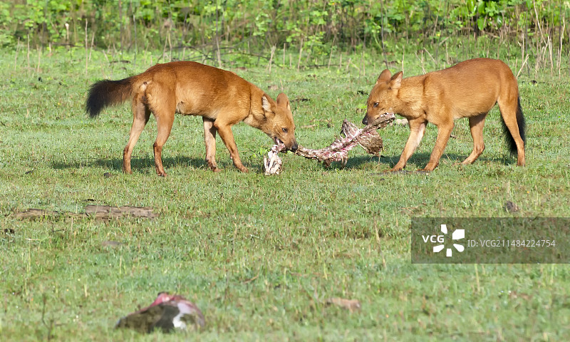 野狗嬉戏啃食动物尸体图片素材