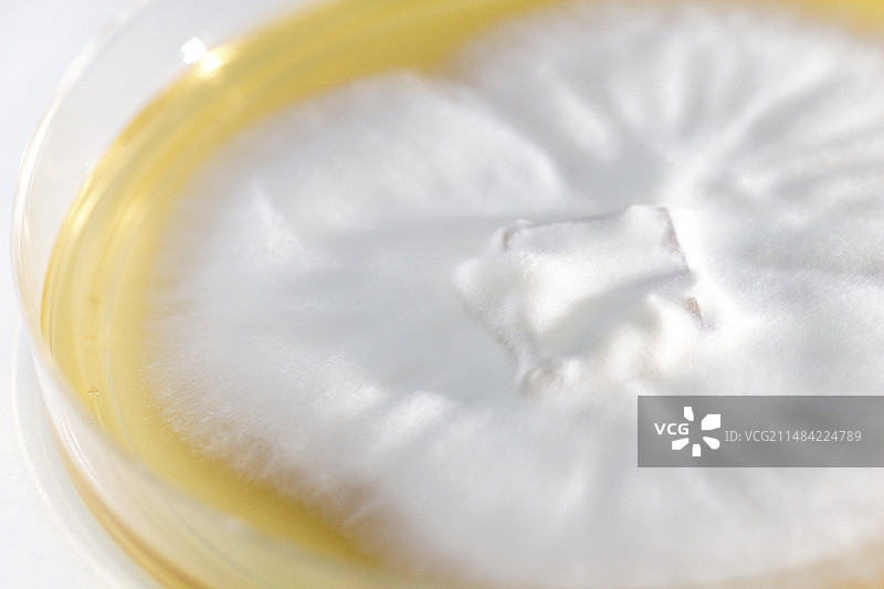 犬小孢子菌真菌培养图片素材