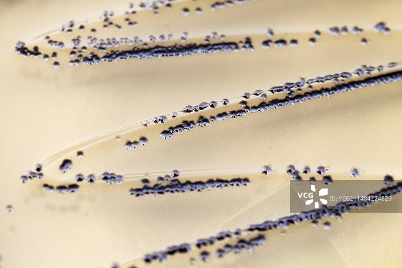 艰难梭菌细菌培养图片素材