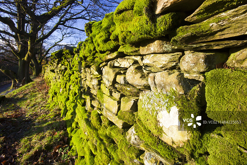 旱石墙上的苔藓图片素材