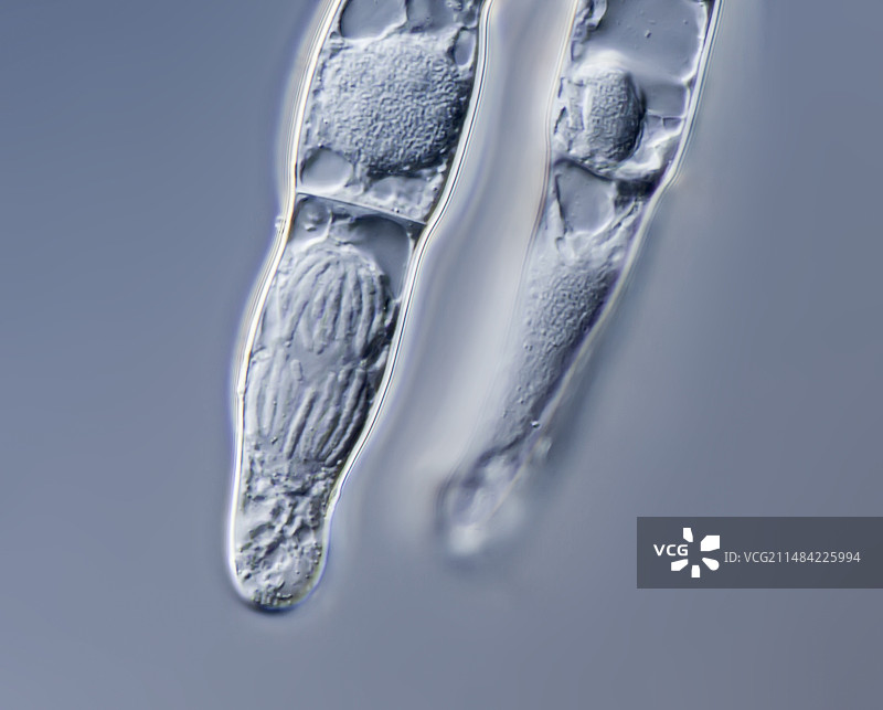 紫背万年青雄蕊毛有丝分裂显微图图片素材