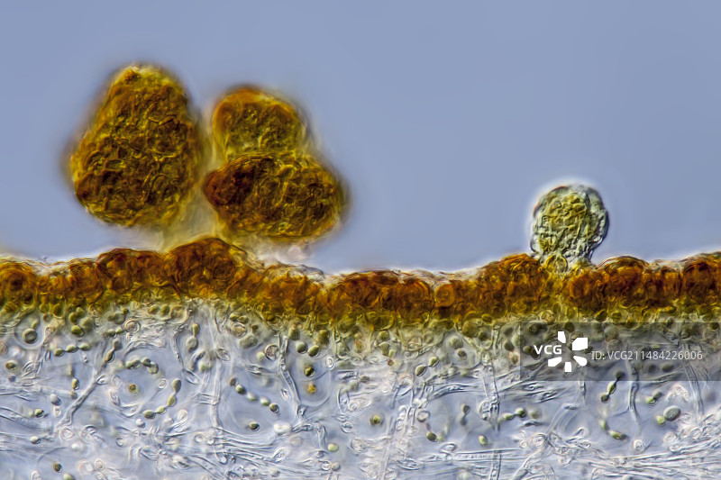 胶皮衣地衣切片，LM图片素材