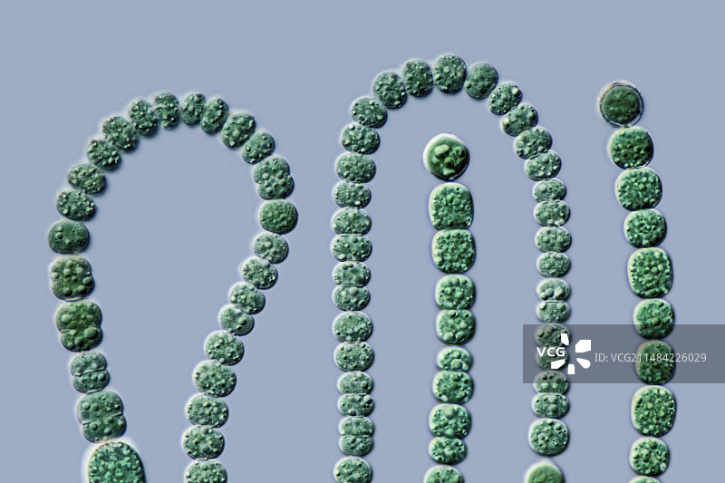 鱼腥藻蓝细菌，LM图片素材