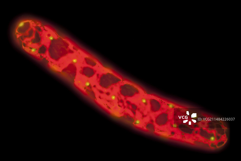 网状藻，水网藻，LM图片素材
