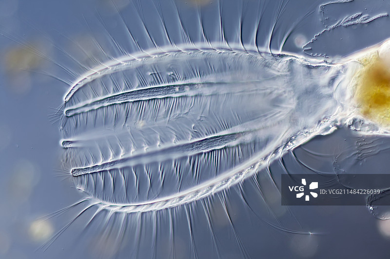轮虫显微图图片素材