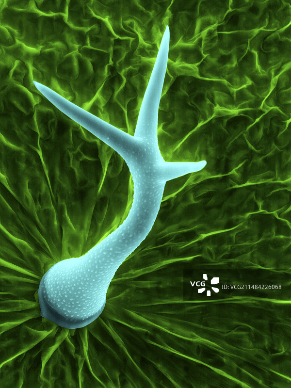 拟南芥叶毛状体扫描电镜图图片素材