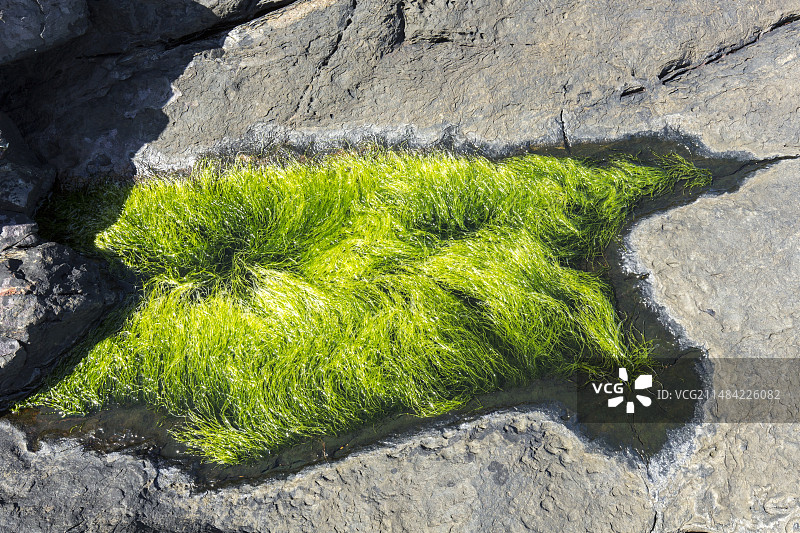 绿色浒苔图片素材