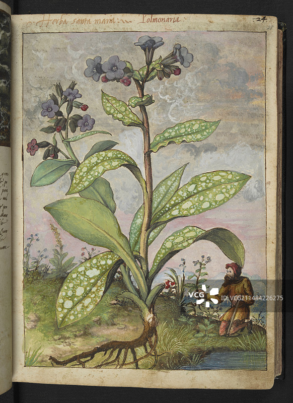 肺草（Pulmonaria sp.）插图图片素材