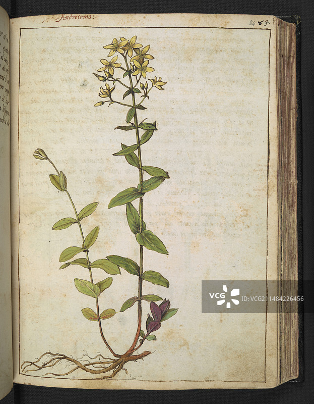 欧洲金丝桃插画图片素材