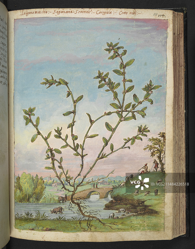 药用植物插画图片素材