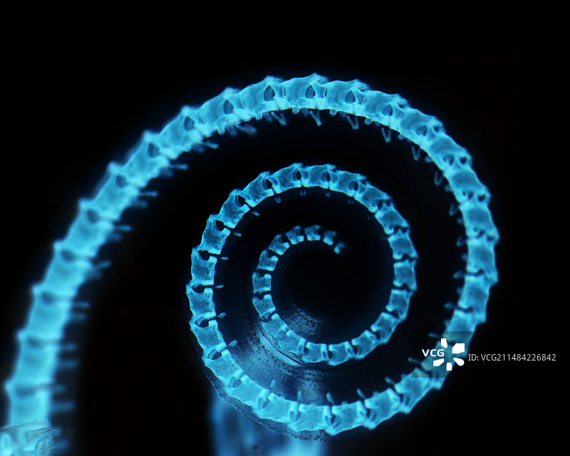 变色龙胚胎尾骨图片素材