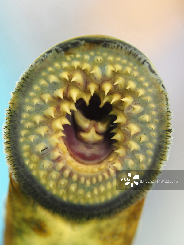 七鳃鳗的嘴图片素材