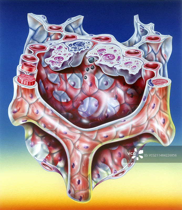 肺泡解剖结构图图片素材