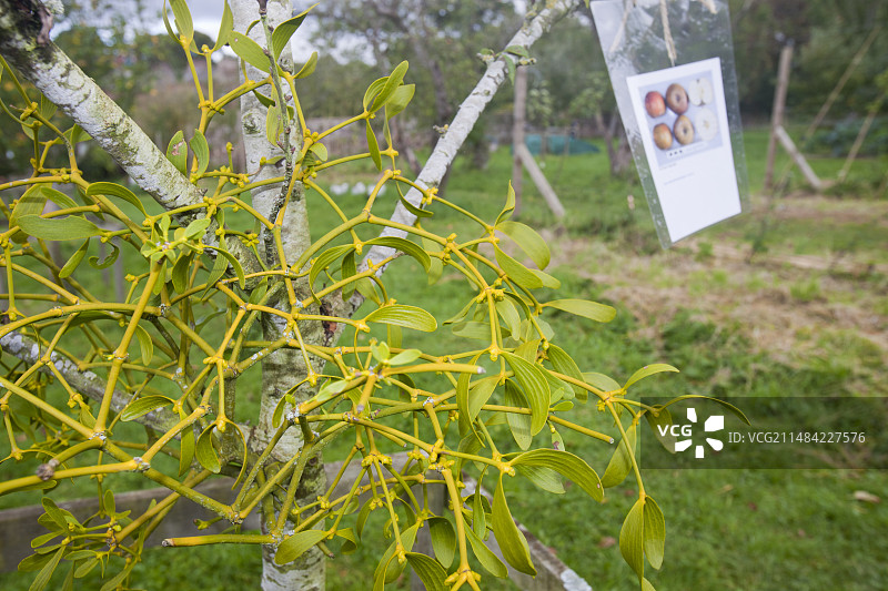 寄生在苹果树上的槲寄生图片素材