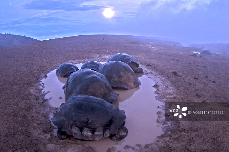 火山边缘的加拉帕戈斯象龟图片素材