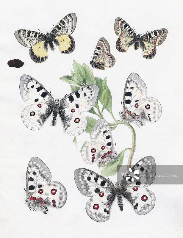 1875 阿波罗绢蝶及其寄主植物图片素材