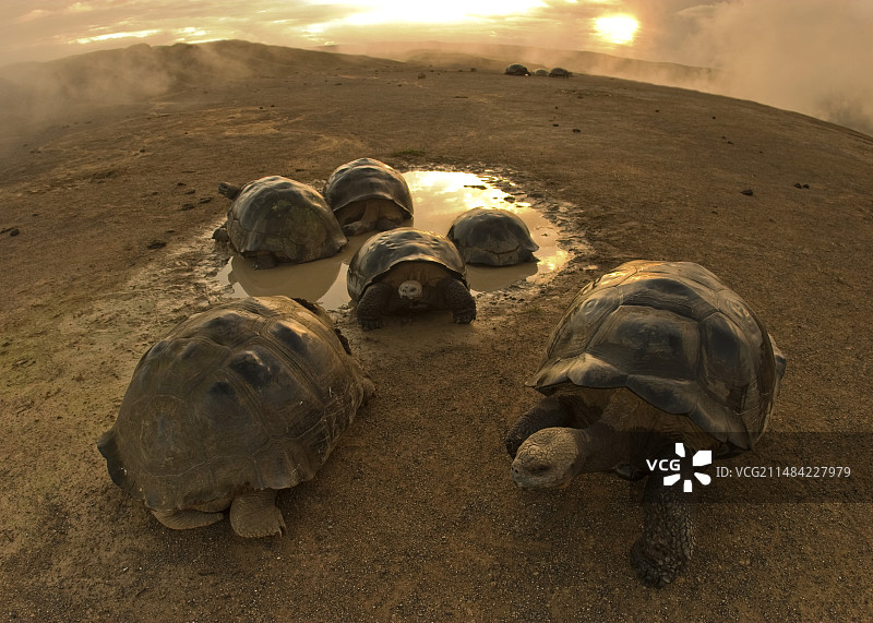 火山边缘的加拉帕戈斯象龟图片素材