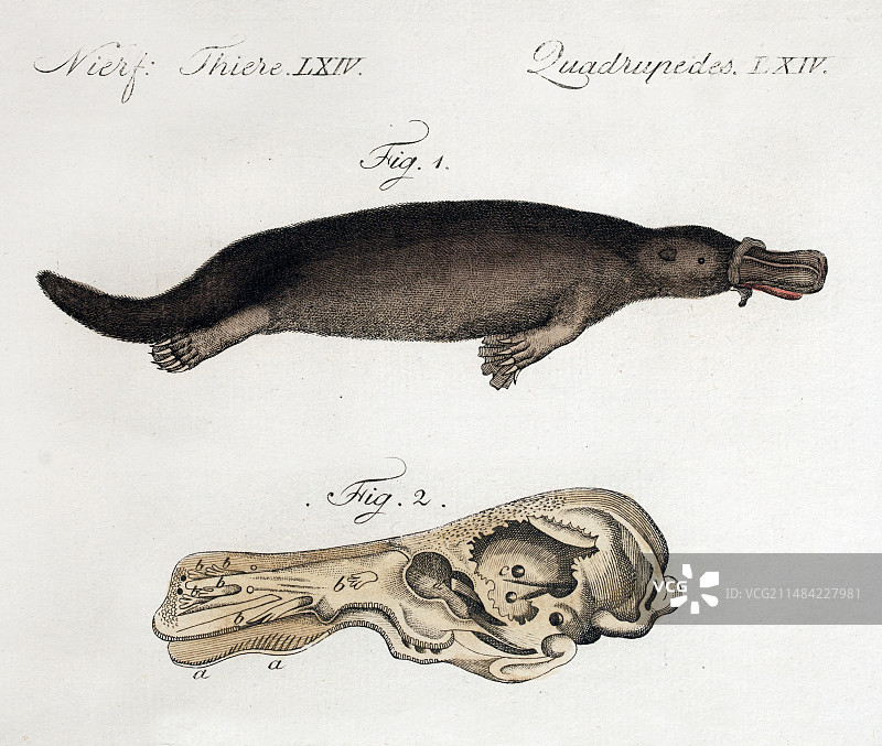 鸭嘴兽解剖图 (Blumenbach), 1798图片素材