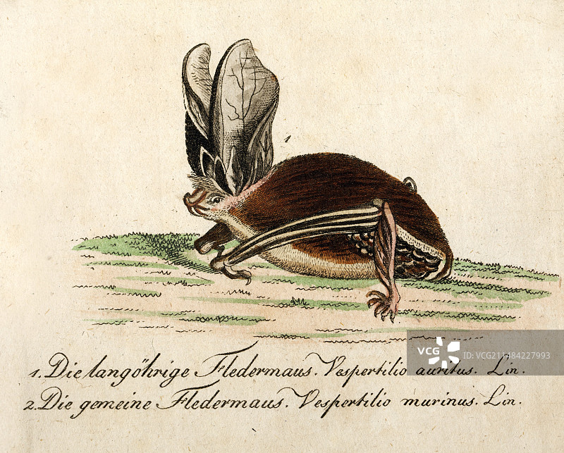 1796年长耳蝙蝠Bechstein保护图片素材
