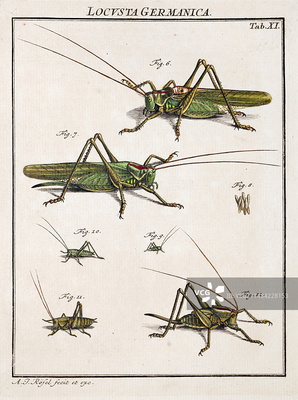 18世纪罗氏灌木蟋蟀图片素材