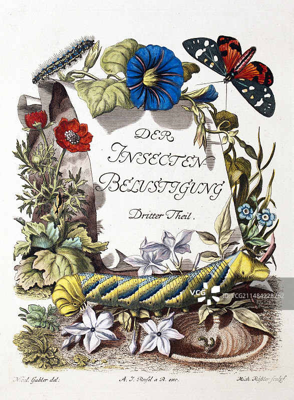 昆虫嬉戏，1746-1761图片素材