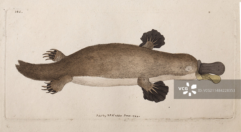 鸭嘴兽解剖图（1799年）图片素材