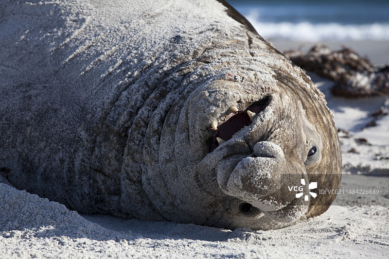 动物肥胖：快乐的海象图片素材