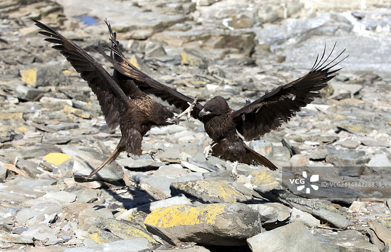 约翰尼·鲁克斯与纹卡拉鹰搏斗图片素材