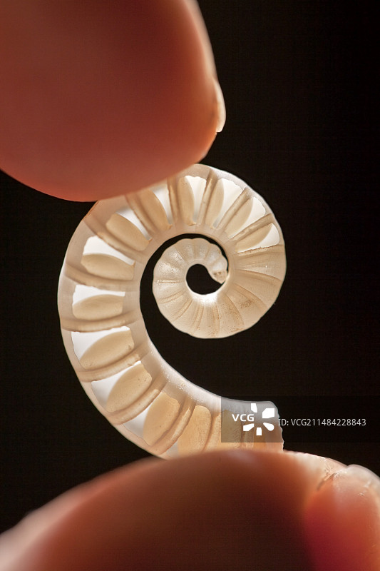 鹦鹉螺活表亲图片素材