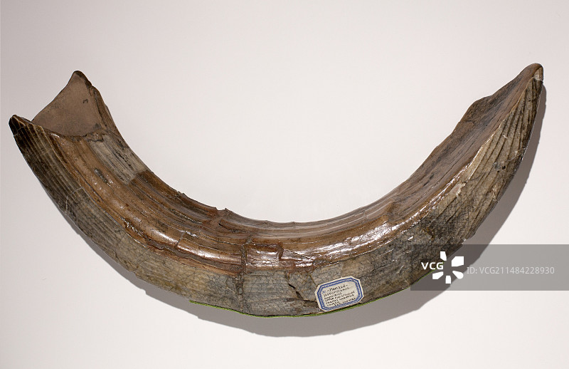 来自热带气候英国的河马牙图片素材