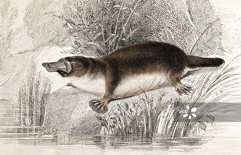 利扎尔鸭嘴兽，1841年图片素材