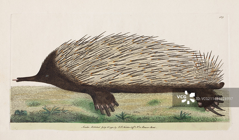 1792年第一幅针鼹插图图片素材