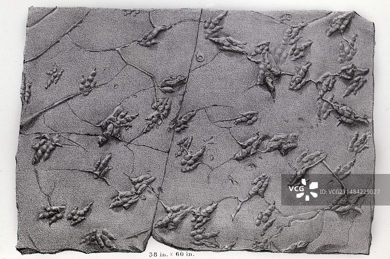 恐龙足迹图片素材