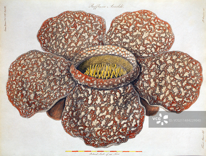 莱佛士花首次描述图片素材