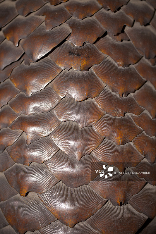 非法野生动物贸易中的穿山甲鳞片图片素材