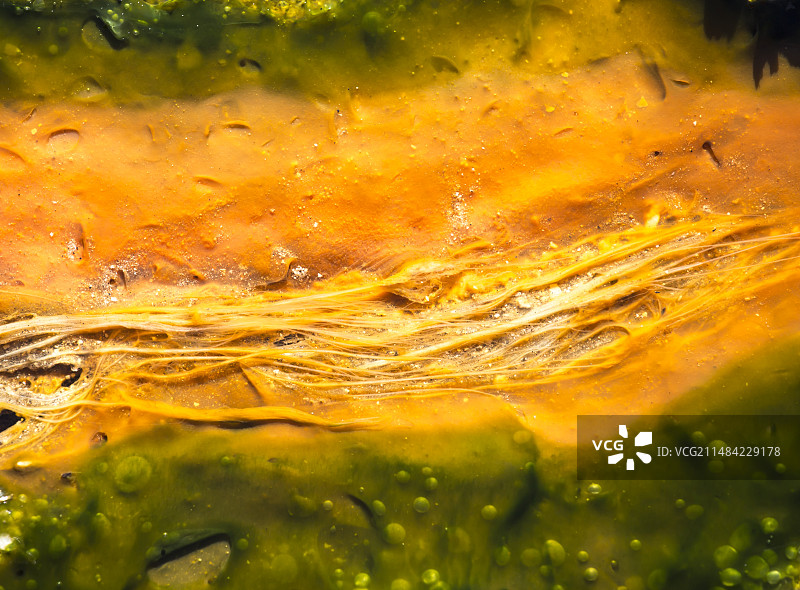 嗜热细菌和藻类颜色图片素材