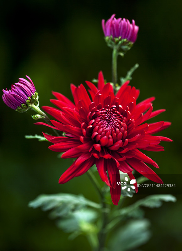 菊花品种：红雾图片素材