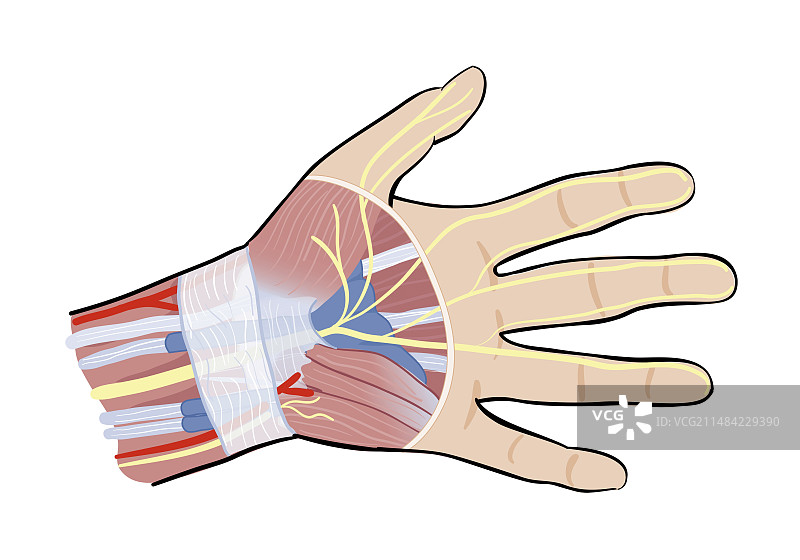 人手部解剖结构插图图片素材