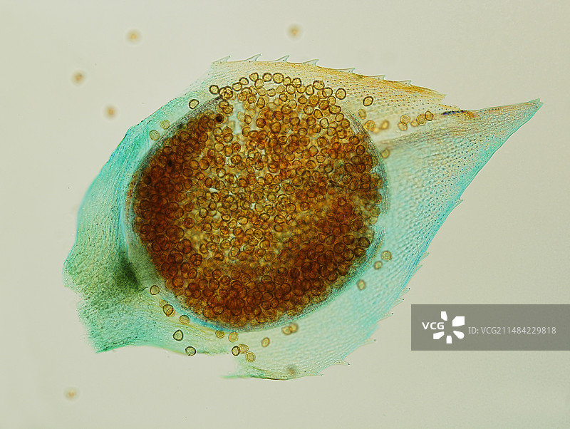 卷柏小孢子囊图片素材